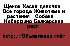 Щенок Хаски девочка - Все города Животные и растения » Собаки   . Кабардино-Балкарская респ.